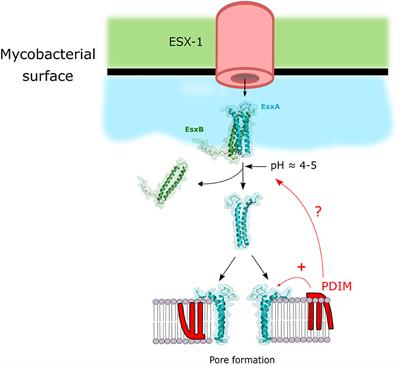 Host Cell Targets of Released Lipid and Secreted Protein Effectors of Mycobacterium tuberculosis